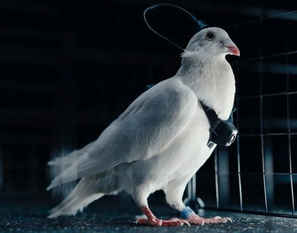 러시아, 뇌에 신경칩 심은 '비둘기 드론' 개발…군사 전용 우려