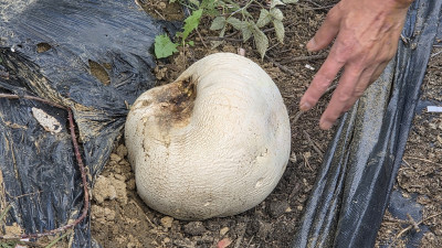지름 30㎝ 희귀 '댕구알버섯' 또 나왔다…남원 과수원서 13년째